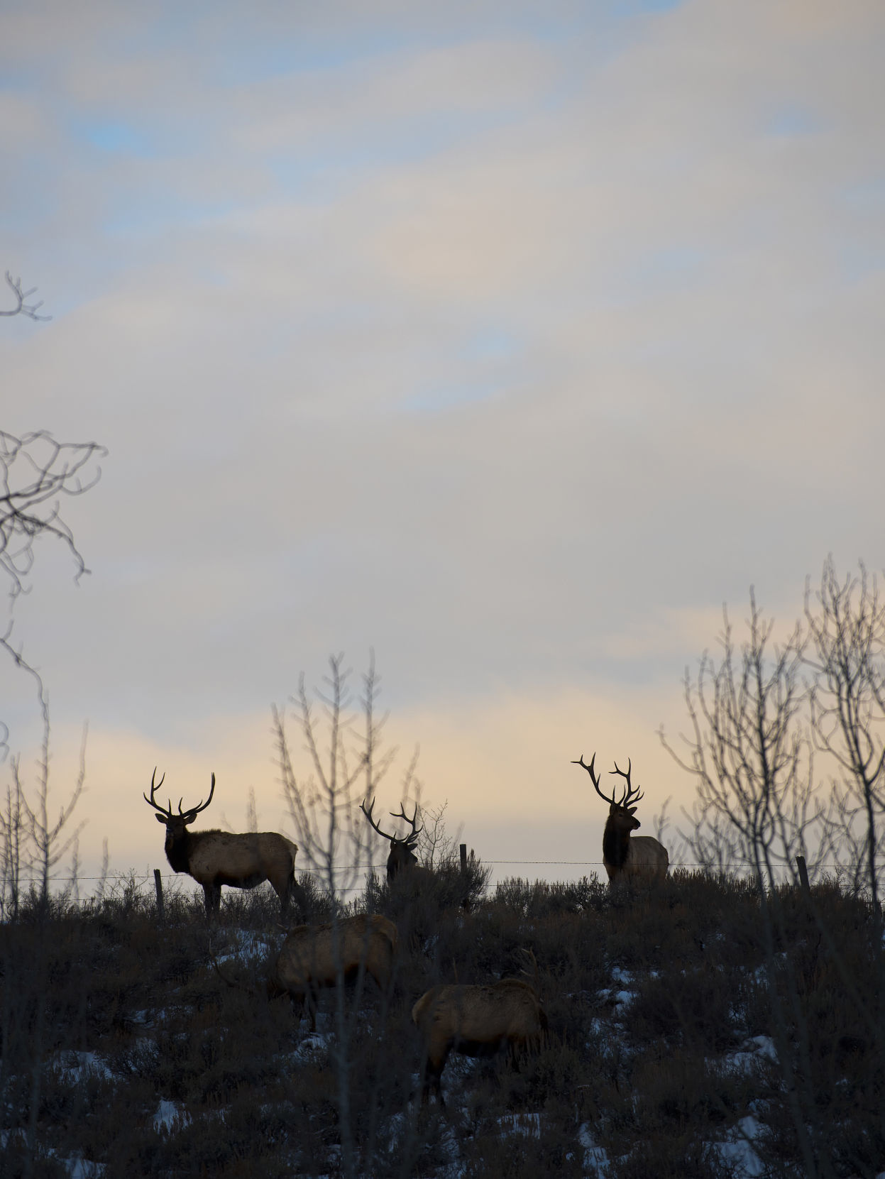 Elk on East Gros Ventre Butte